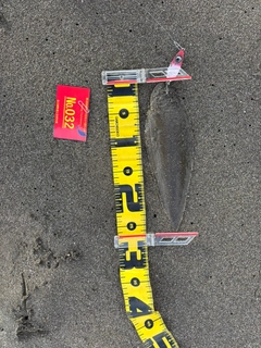 シタビラメの釣果