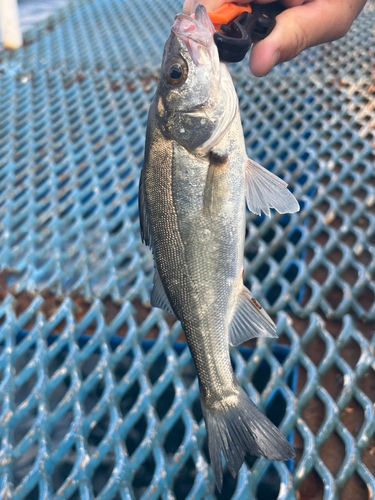 オリジナルメーカー海釣り公園