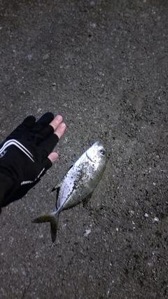 メッキの釣果