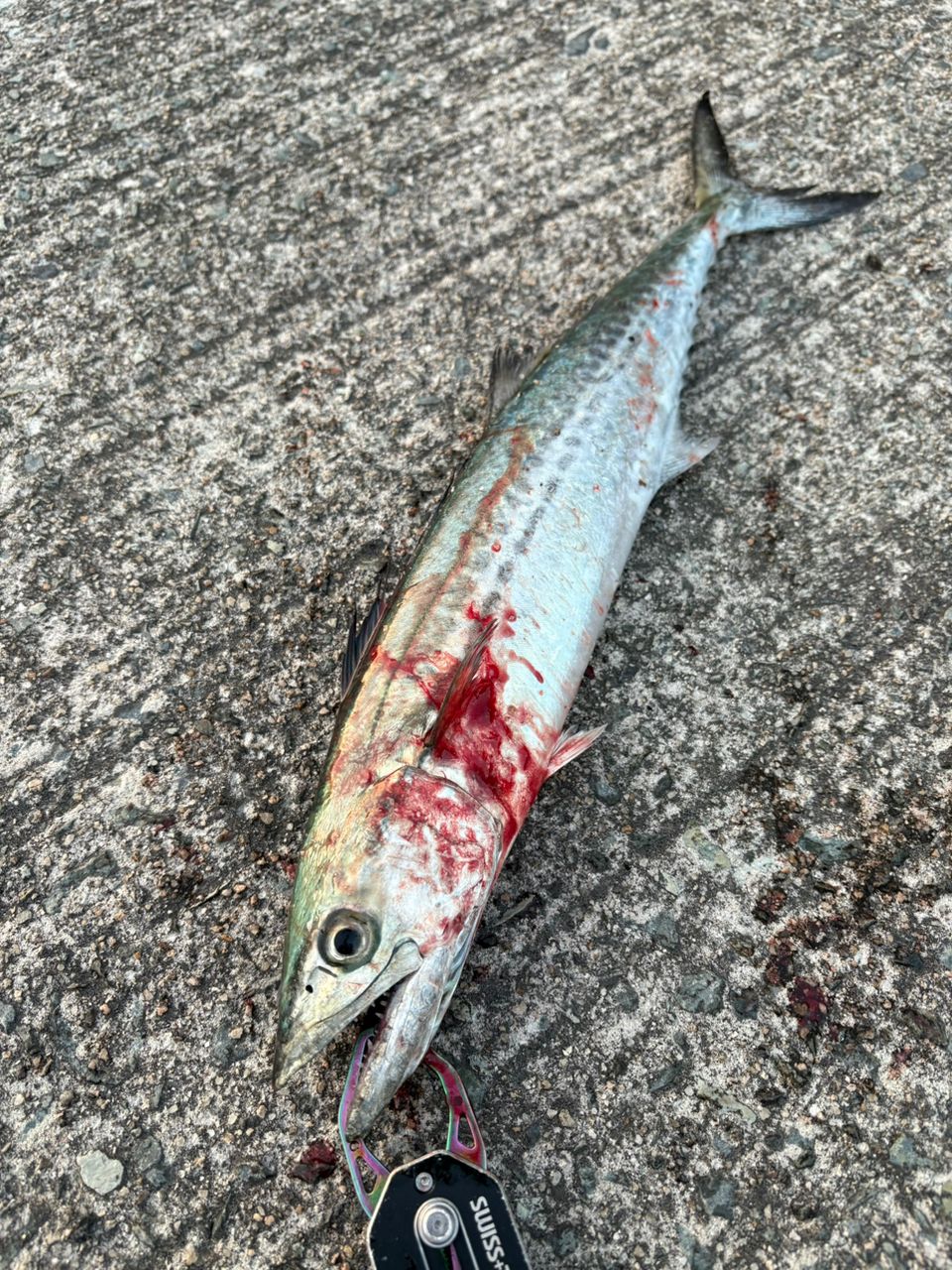 SHIMANO 18ディアルーナ S106Mの最安値・インプレ・釣果 | 本音の