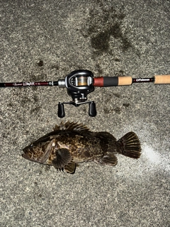 ベッコウゾイの釣果