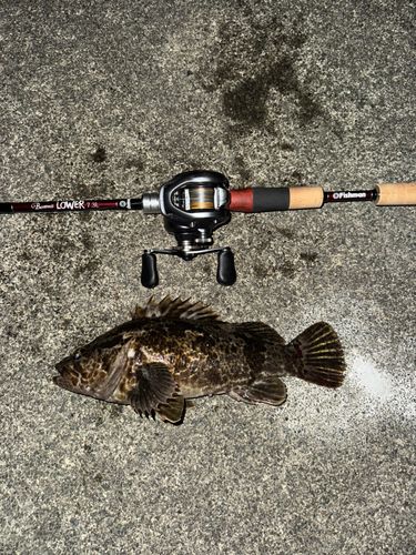 ベッコウゾイの釣果