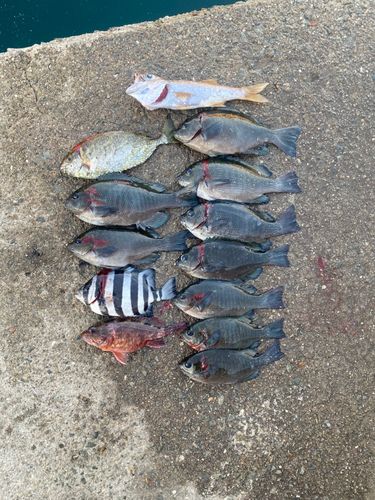 クチブトグレの釣果