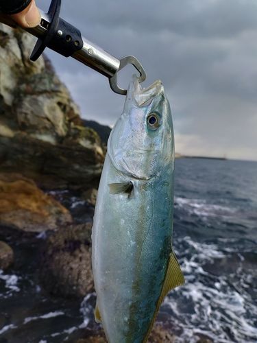 ヤズの釣果