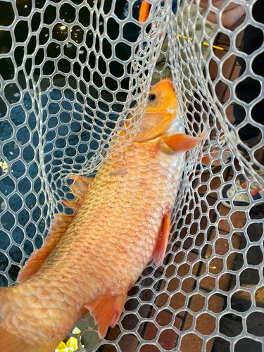 アミューズパーク仙台港店