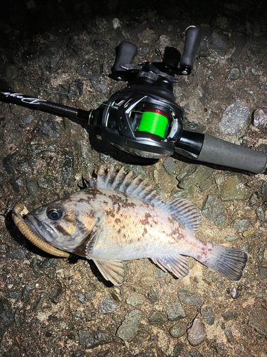 クロソイの釣果