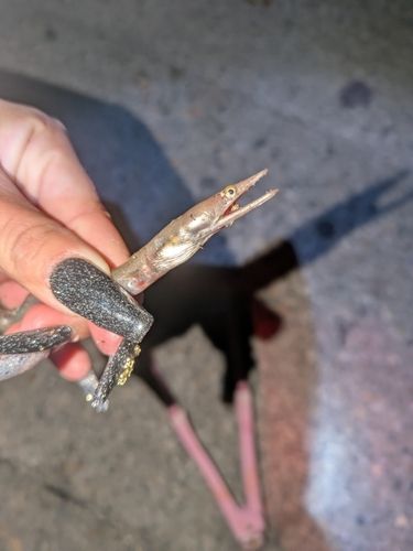 ダイナンウミヘビの釣果