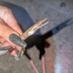 ダイナンウミヘビ