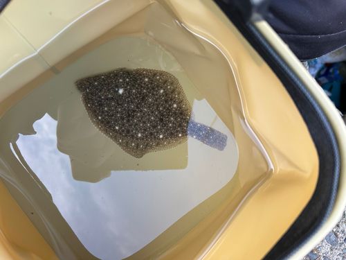 イシガレイの釣果