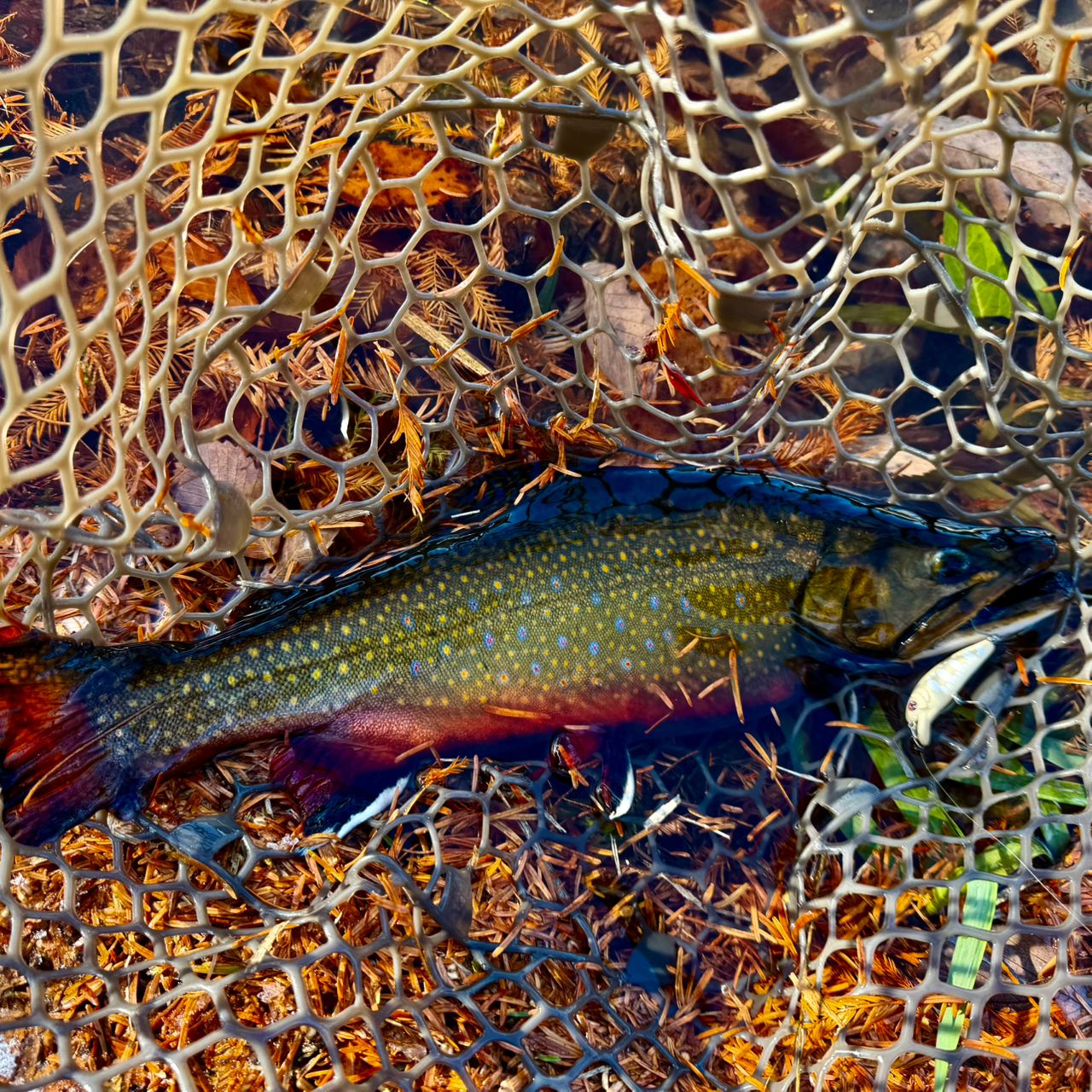 ブルックトラウト