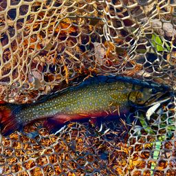 ブルックトラウト