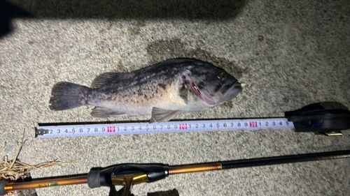 クロソイの釣果