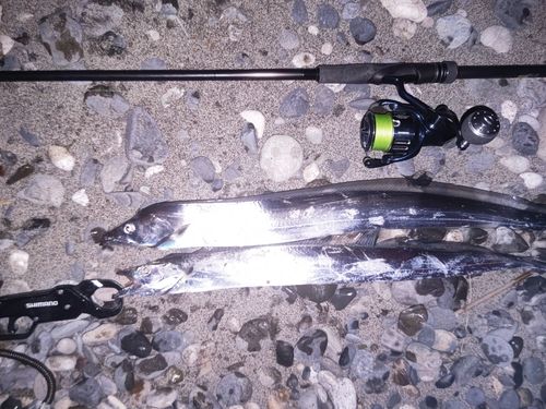 タチウオの釣果