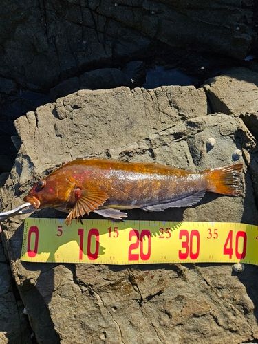 アイナメの釣果