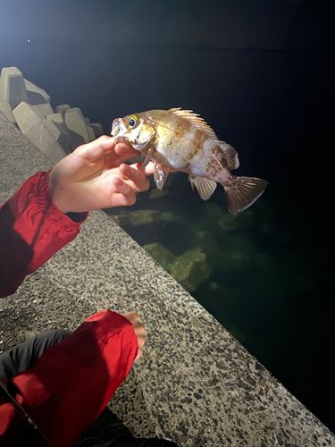 シロギスの釣果