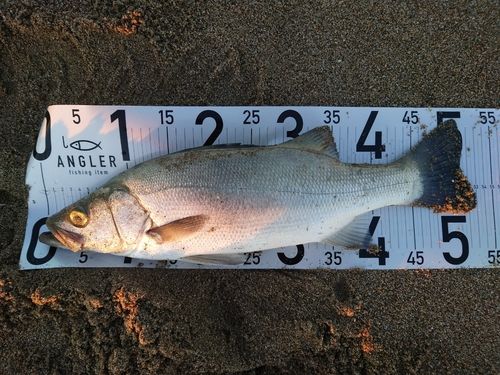 ヒラスズキの釣果