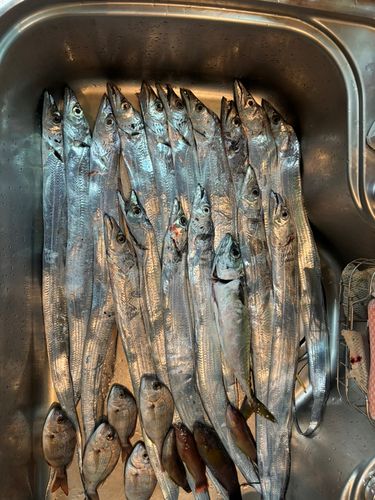 タチウオの釣果