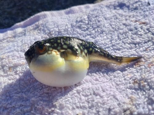 クサフグの釣果