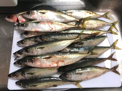 サバの釣果
