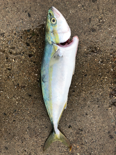 ツバスの釣果