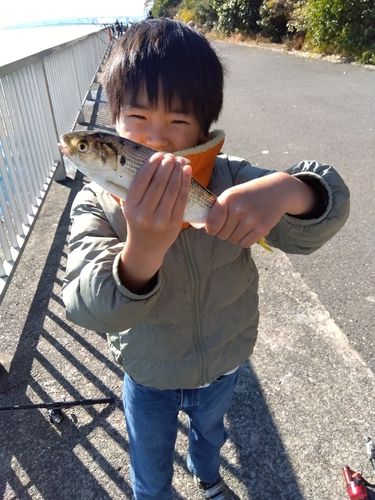 コノシロの釣果