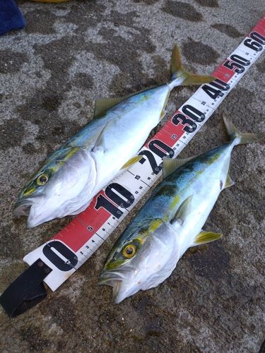 フクラギの釣果