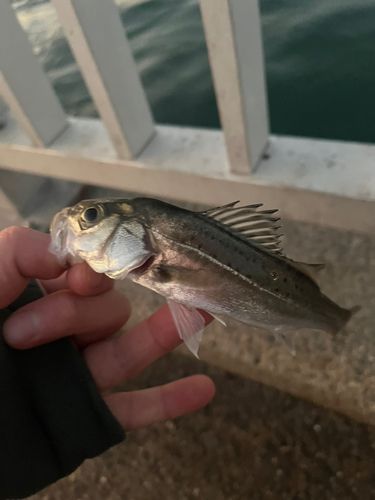 セイゴ（ヒラスズキ）の釣果