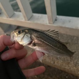 セイゴ（ヒラスズキ）