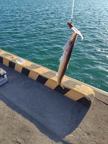 カマスの釣果