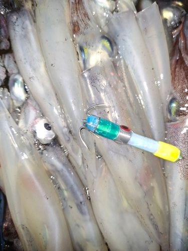 イカの釣果