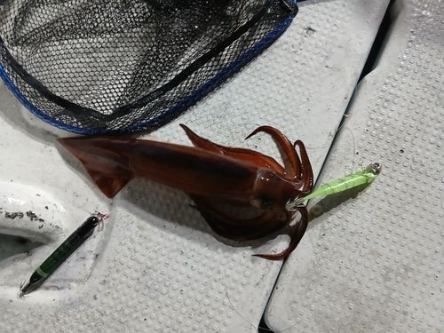 イカの釣果