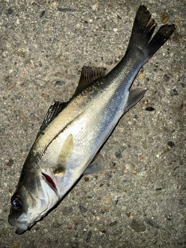 セイゴ（マルスズキ）の釣果