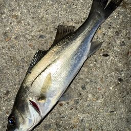 セイゴ（マルスズキ）