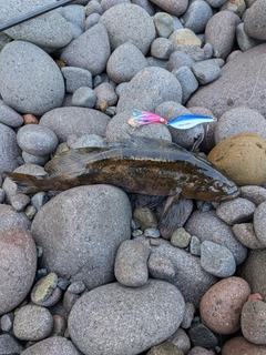 アブラコの釣果