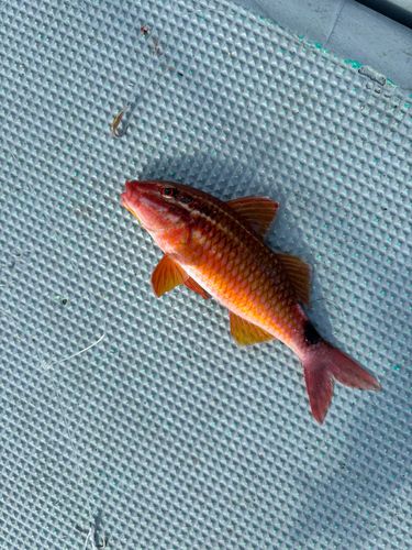 オジサンの釣果