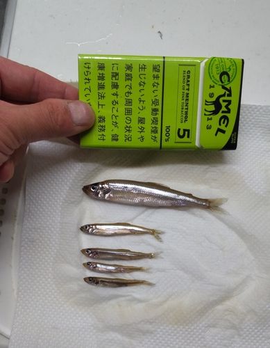 ワカサギの釣果
