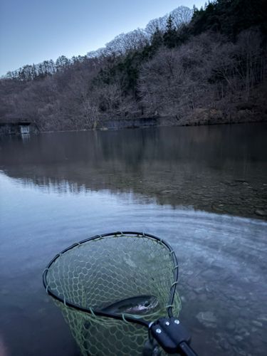 ニジマスの釣果