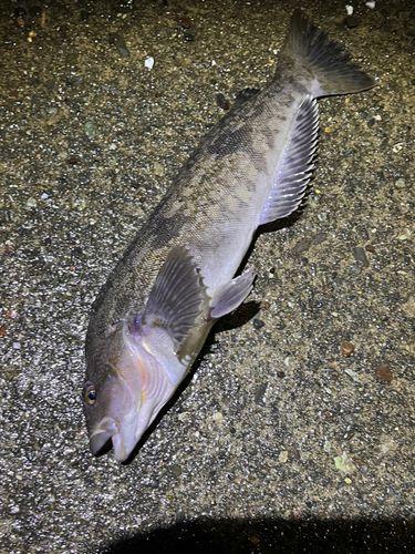 アイナメの釣果