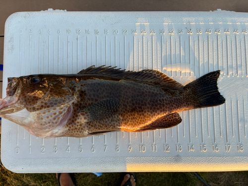 オオモンハタの釣果