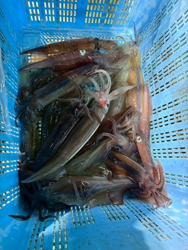 ヤリイカの釣果