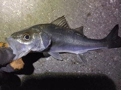 セイゴ（マルスズキ）の釣果