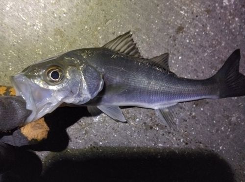 セイゴ（マルスズキ）の釣果