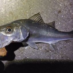 セイゴ（マルスズキ）