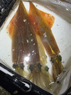 ヤリイカの釣果