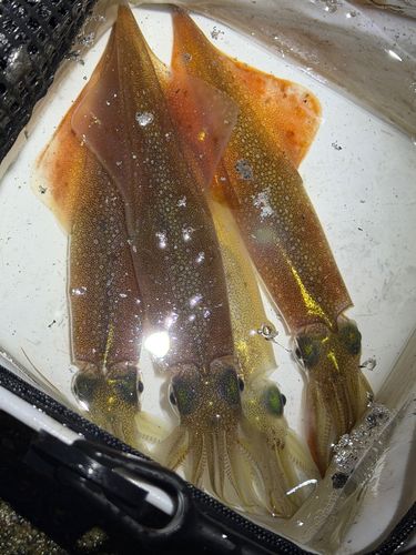 ヤリイカの釣果