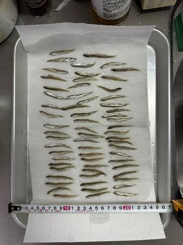 ワカサギの釣果