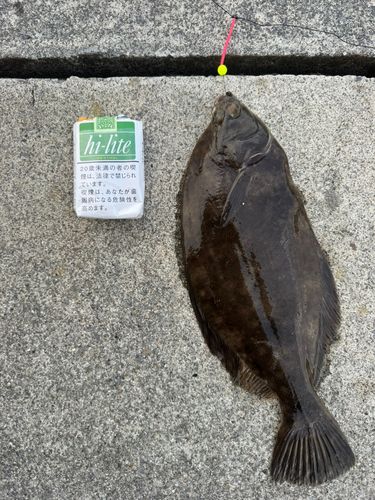 マコガレイの釣果