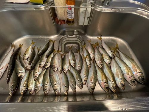 アジの釣果