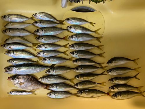 アジの釣果