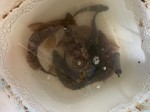 アイナメの釣果